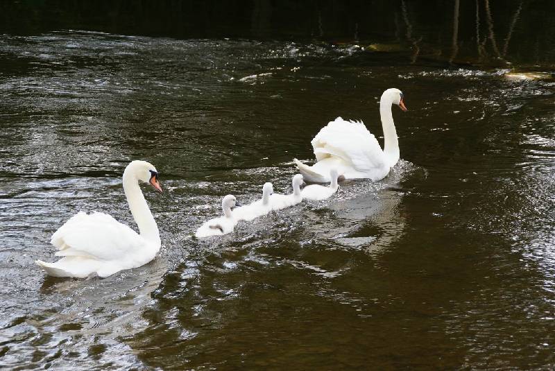 Schwaene auf der Sauer Bild Nr.046